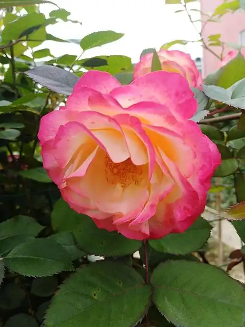 文字系列(41) 月季花的风采