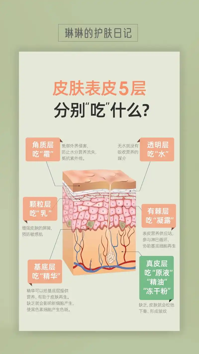 图文伙伴计划 皮肤分成三大层,五小 - 抖音