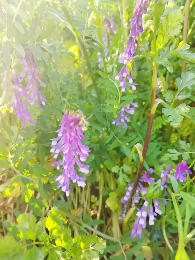 在南方地区,每到春季在野外常能见到野豌豆花盛开,野豌豆也叫鬼豆角