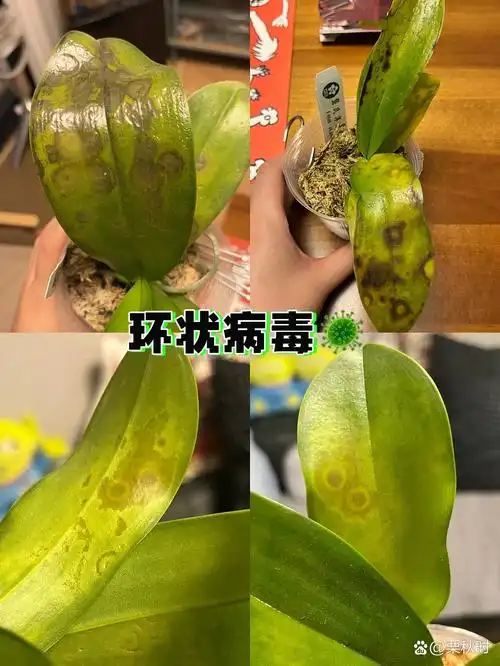 夏季高温7215蝴蝶兰轮状病毒环斑病04