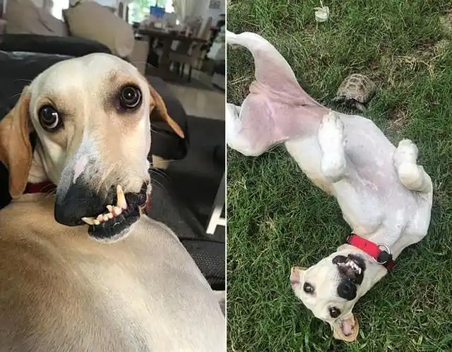 流浪狗面部畸形鼻子扭曲 被新主人收养后成社交明星