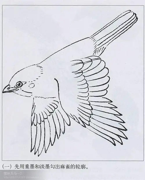 收藏 几种常见鸟类工笔画法