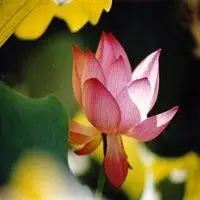 佛头像图片大全意境莲花_微信头像图片大全