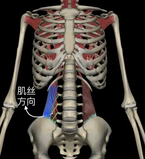 腰痛元凶之一:"腰方肌"