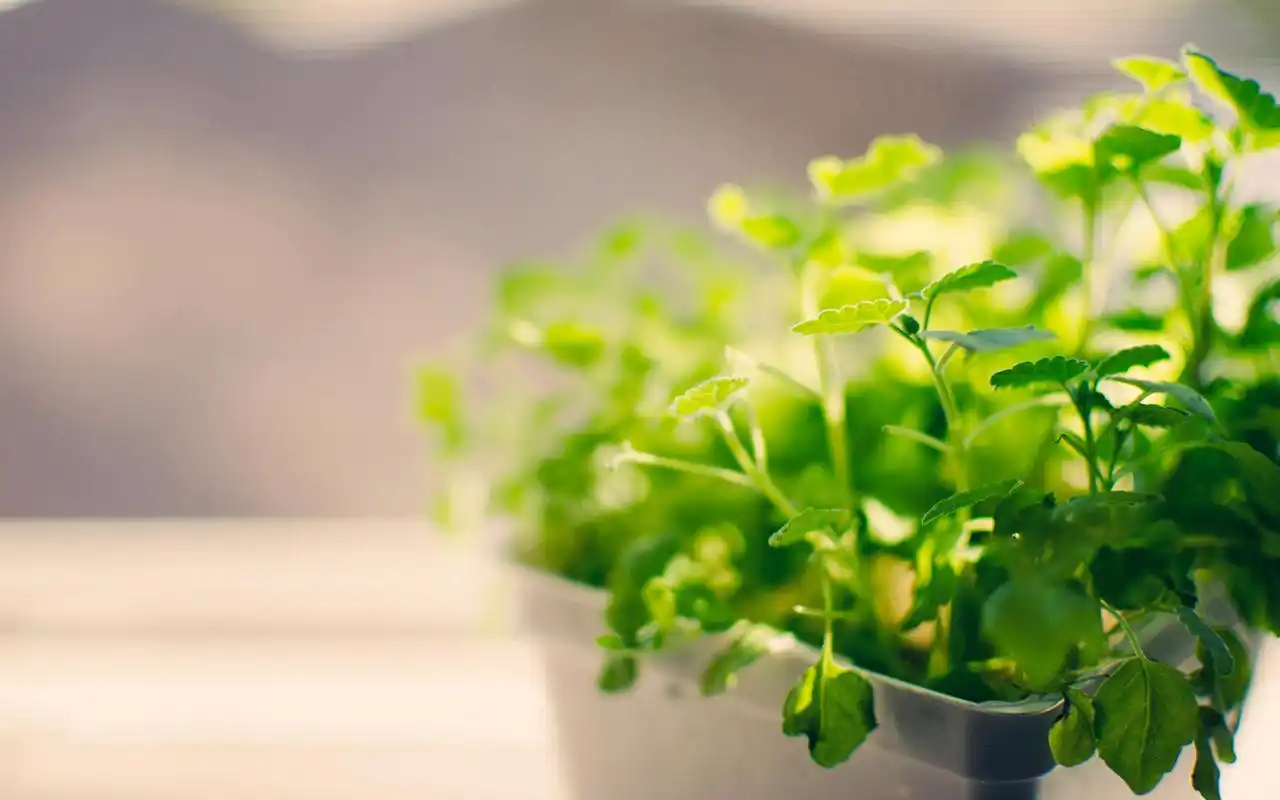 绿色小清新治愈系植物风景桌面壁纸