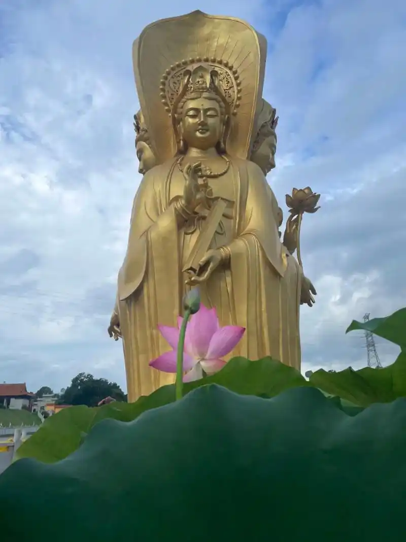 佛前莲花开,花开见佛! 来自500年的相约 ——古寺莲花为您 - 抖音