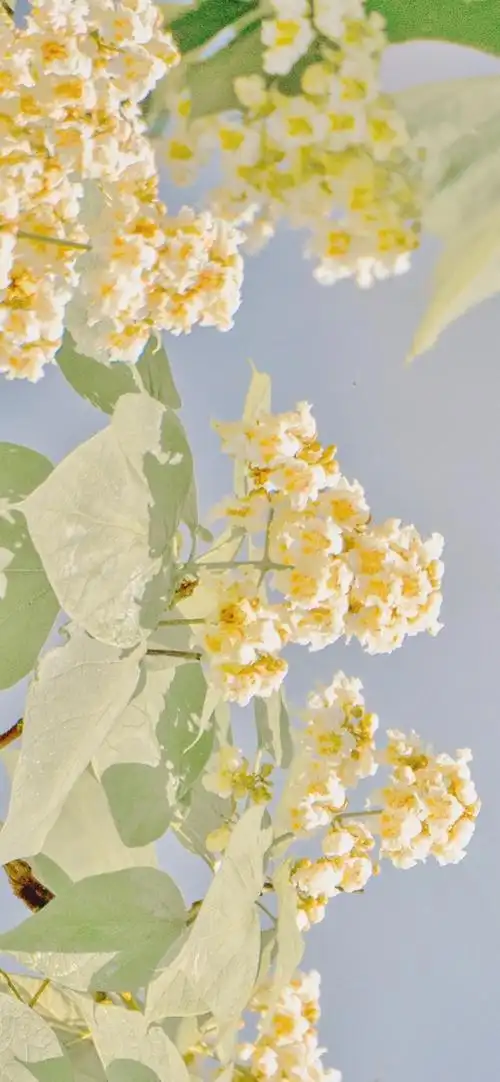 故宫春日小清新手机壁纸