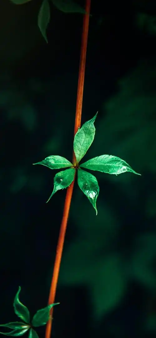 手机壁纸##高清壁纸