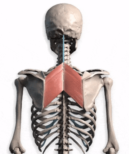 斜方肌|直角|肩胛骨_新浪新闻