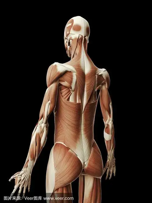 女性肌肉-背部