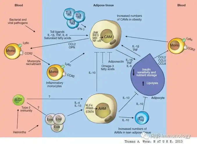 巨噬细胞极化与炎症性疾病(过敏性哮喘,糖尿病,肥胖,动脉粥样硬化