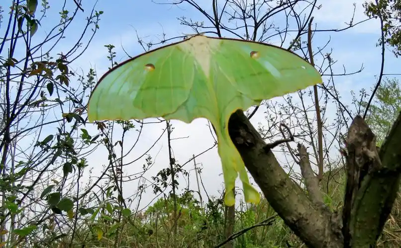 【原创】长尾水青蛾