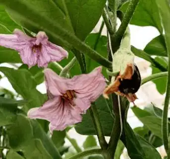 1株结果500个以上,长在水里的茄子树,你见过吗?_砧木_cm_接穗