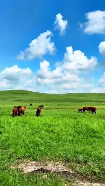 天苍苍——野茫茫#呼伦贝尔大草原 #治愈系风景 #草原 #夏天总要去趟