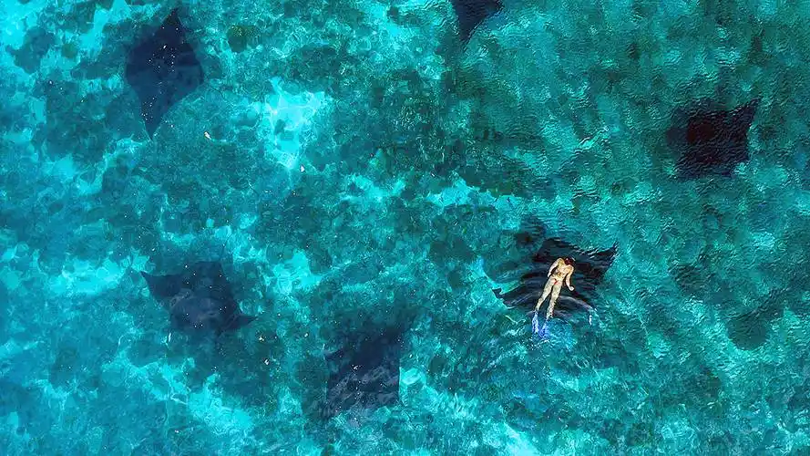 原创在印度尼西亚潜水看魔鬼鱼群这里是科莫多的著名潜点mantapoint