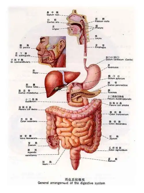 五脏六腑图片 位置图 分布图 人体五脏六腑器官分布图