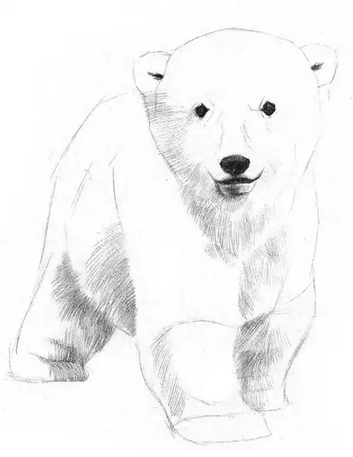 【素描画】只需8步,零基础画一只北极熊!