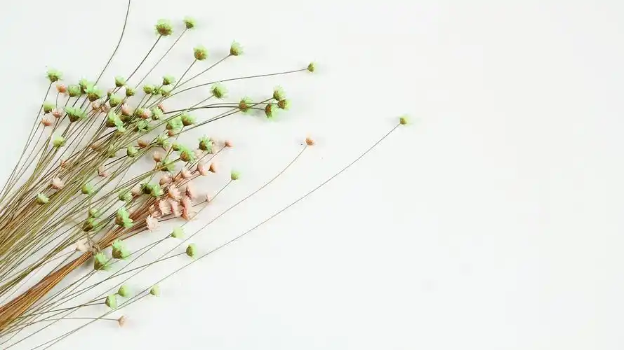 温馨的干花背景,高清图片,电脑桌面-壁纸族