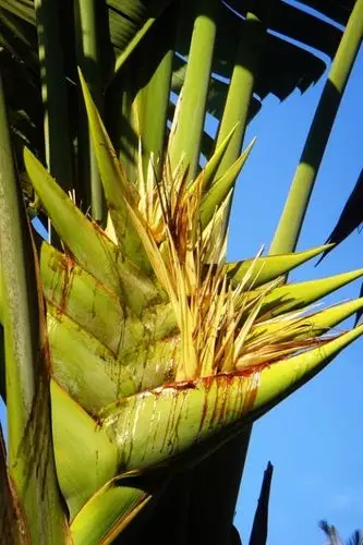 旅人蕉为旅人补水的驿站