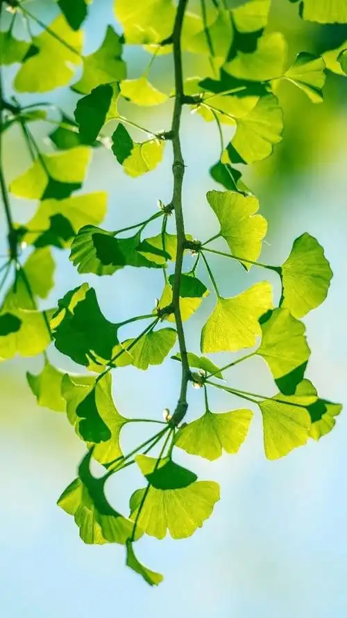 护眼银杏树叶图片手机壁纸_绿色的银杏叶手机壁纸_三千图片网