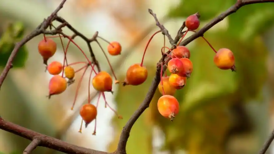 艳丽的北美海棠果