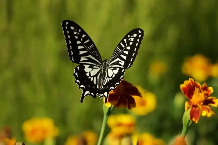 背面拍摄采食花粉的柑橘凤蝶好像人的面孔