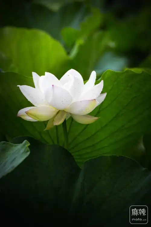 露珠欲滴润荷花