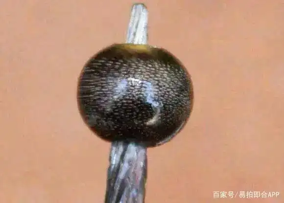 也是满满的鱼子纹! 但在显微镜下就露馅了