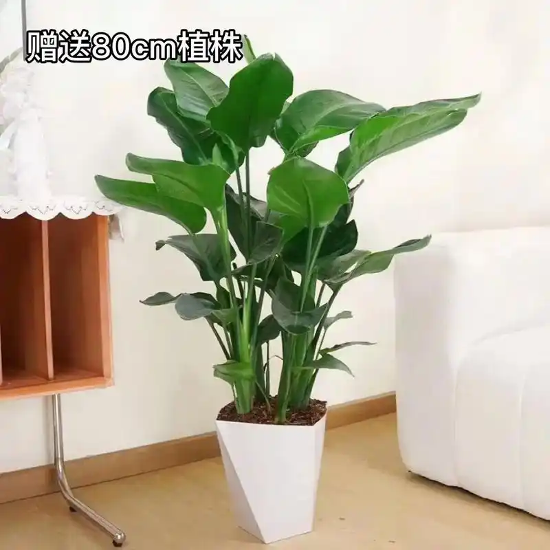 80cm天堂鸟送盆,醛害轻松拜拜78.我的绿植 - 抖音