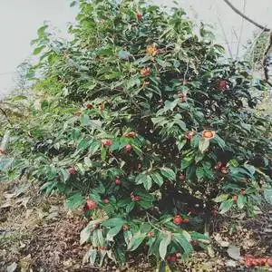 油茶 大果红花油茶苗 油茶苗 正宗红花高产油茶苗 茶油树 三年生