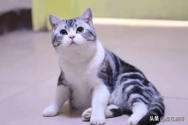 美国短毛猫丨银虎斑加白