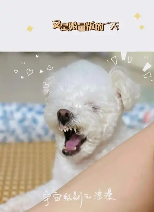 这个牙齿也太可爱了,这么大牙缝门肯定不会塞牙了)九岁比熊泰迪的小