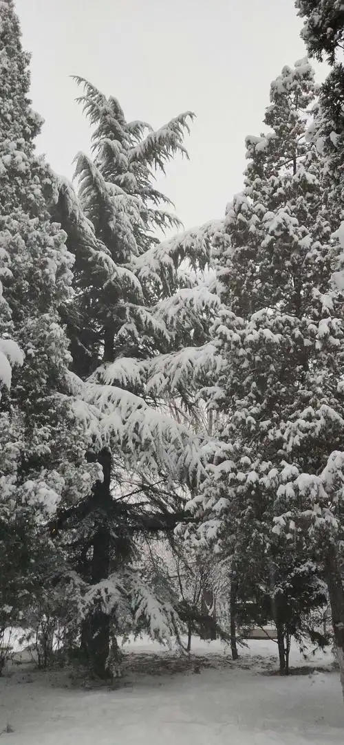 雪披松柏身显得更英俊挺拨