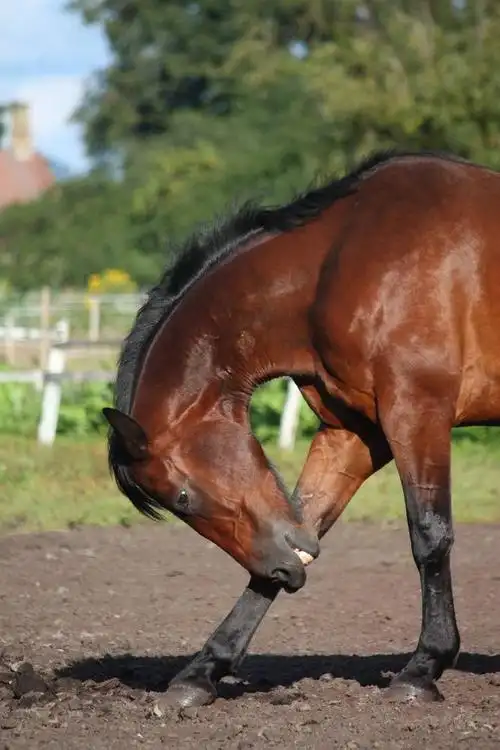 漂亮,褐色,马,挠