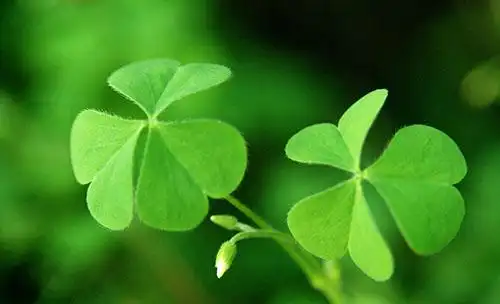 幸运的四叶草绿色植物唯美图片
