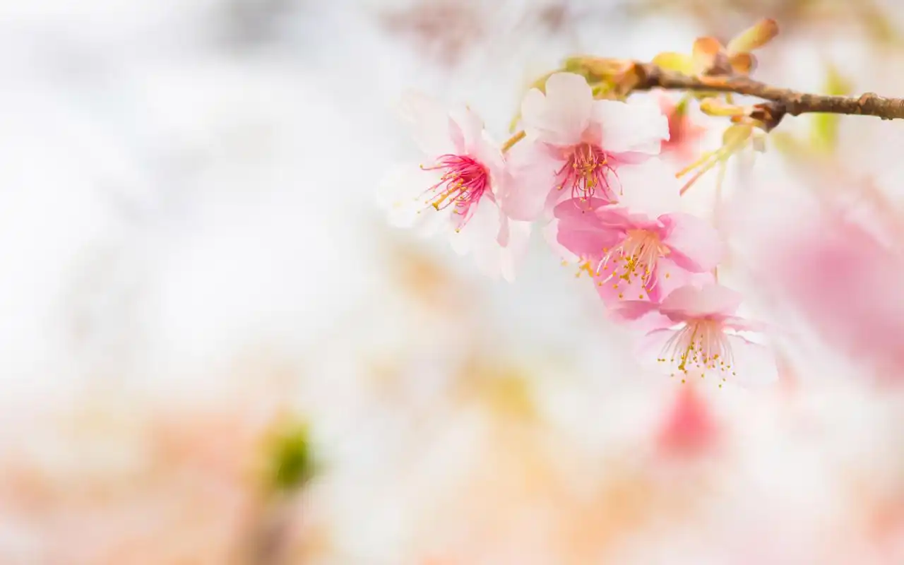 唯美小清新花卉桌面合集_浪漫的气息_风景壁纸