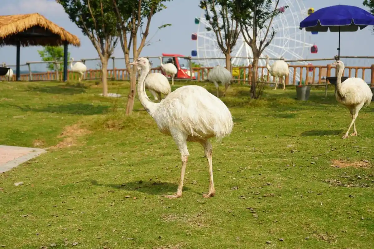 徐州九顶山野生动物园喜迎新成员,白化小浣熊后白化美洲鸵鸟诞生