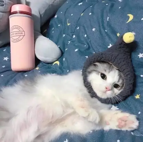 微信可爱萌宠头像 我想送你一个非常心动的礼物