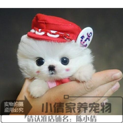 茶杯犬最便宜多少钱 茶杯狗多少钱