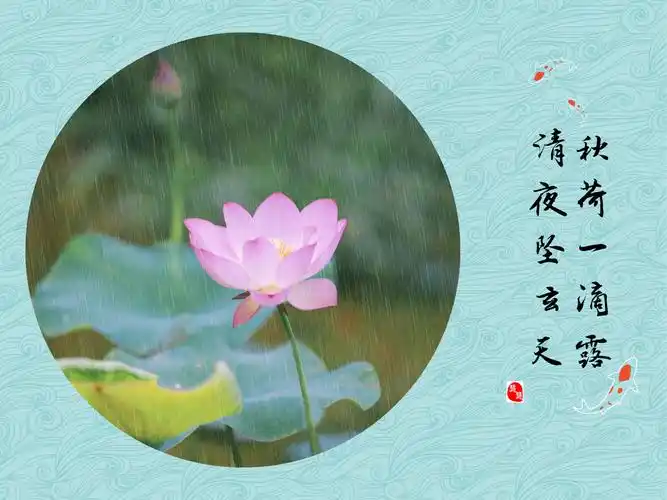 心如莲花静静开