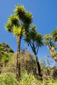 白菜标志白菜树是最有特色的树木在新西兰景观之一照片