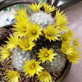 静香花卉【芳香丸】实生仙人球多肉植物花店货源防辐射开花有香味