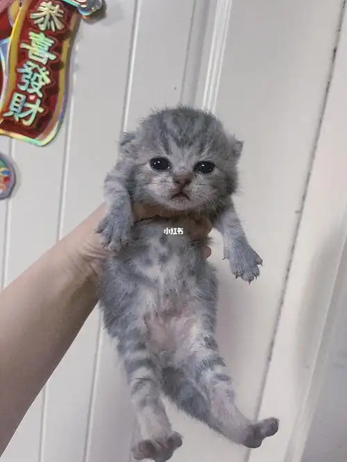 只有一只,爸爸是乳色美短矮脚妈妈是美短价格不高