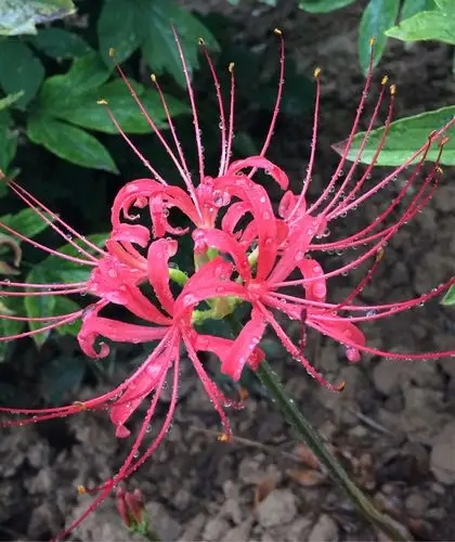 雨中彼岸花,情人的眼泪,血色的凄美