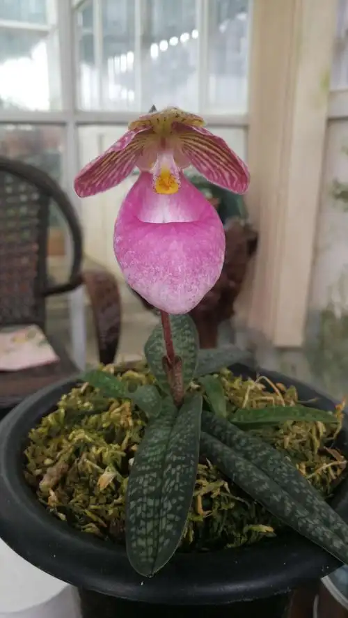 玉女兜兰花玉女兜兰花图片