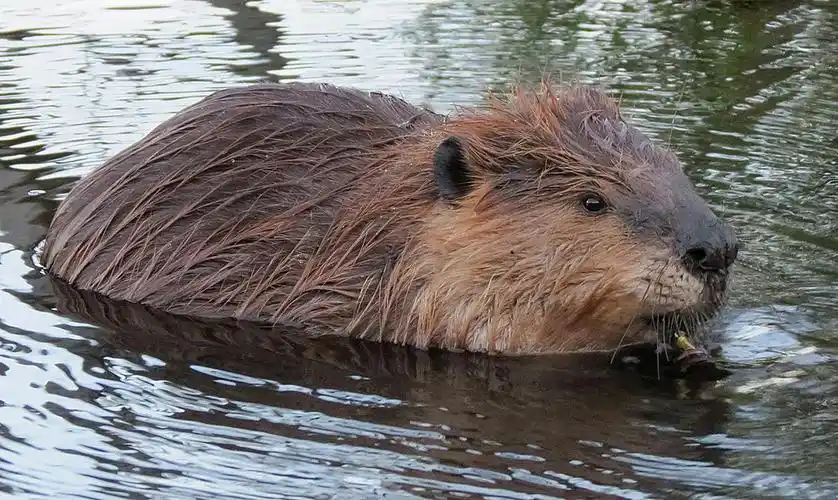 河狸archives - vandiary 吃喝玩乐温哥华