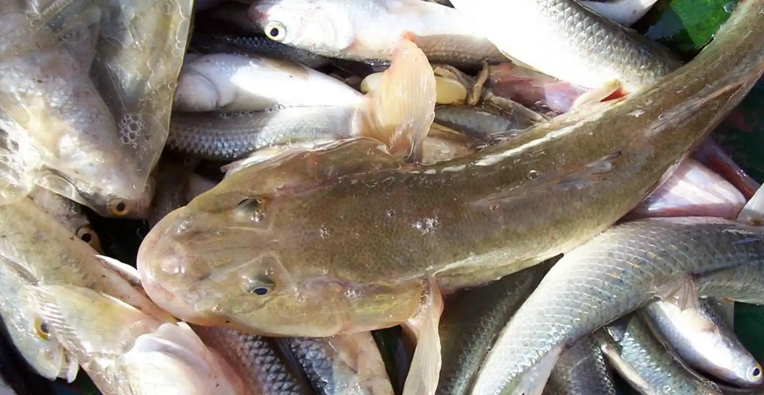 沙塘鳢吃什么东西?