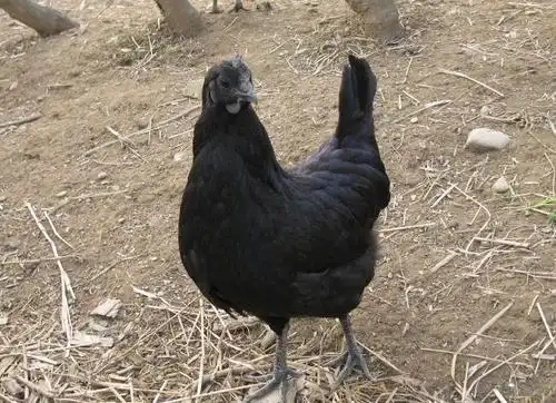 黑土鸡的营养价值与功效有哪些?