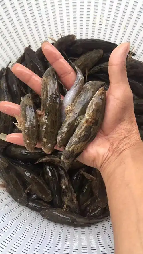 [笋壳鱼苗批发]笋壳鱼 杂交笋壳鱼 已驯料,可喂活鱼活虾,可喂冰鲜价格