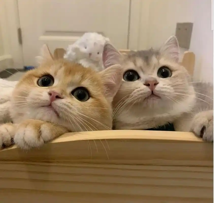 心理测试图:以下4张猫咪的图片,你最喜欢哪一张?